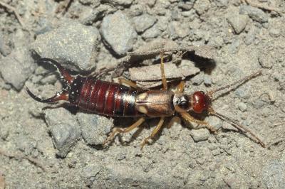 Forficula auricularia