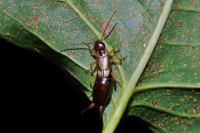 <i>Forficula auricularia</i>