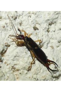 <i>Forficula auricularia</i>