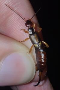 <i>Forficula auricularia</i>