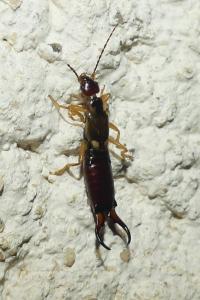 <i>Forficula auricularia</i>