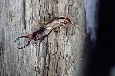 <i>Forficula auricularia</i>