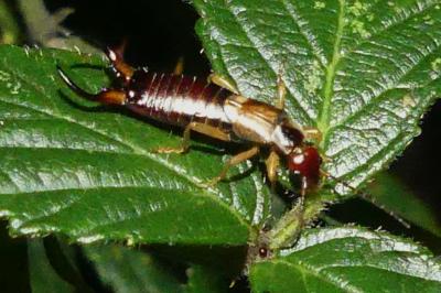 <i>Forficula auricularia</i>
