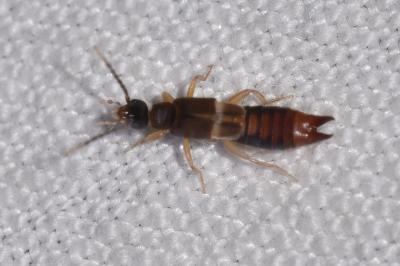 <i>Labia minor</i>