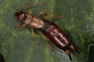 <i>Forficula auricularia</i>
