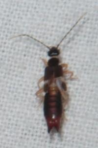 <i>Labia minor</i>