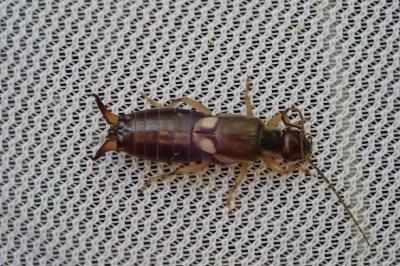 <i>Forficula auricularia</i>