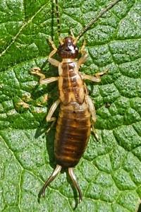 <i>Forficula auricularia</i>