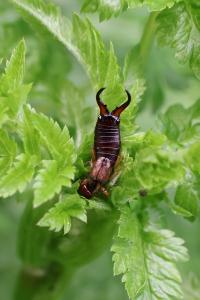 <i>Forficula auricularia</i>