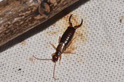 <i>Forficula auricularia</i>