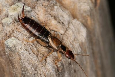 <i>Forficula auricularia</i>