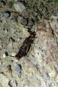 <i>Forficula auricularia</i>
