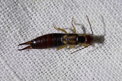 <i>Forficula auricularia</i>