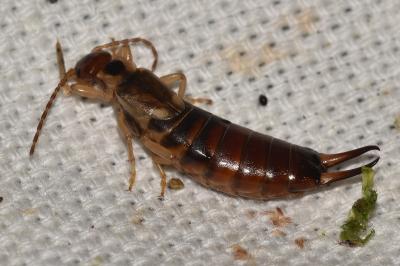 <i>Forficula auricularia</i>