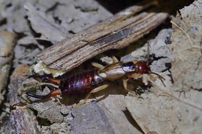 <i>Forficula auricularia</i>