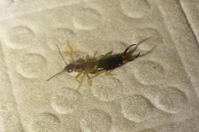 <i>Forficula auricularia</i>
