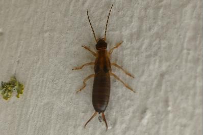 <i>Forficula auricularia</i>