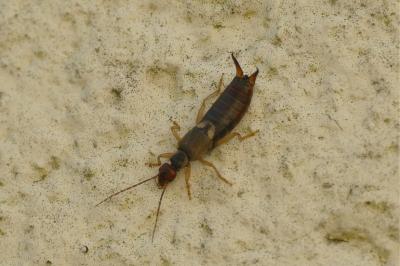 <i>Forficula auricularia</i>