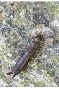 <i>Euborellia</i>