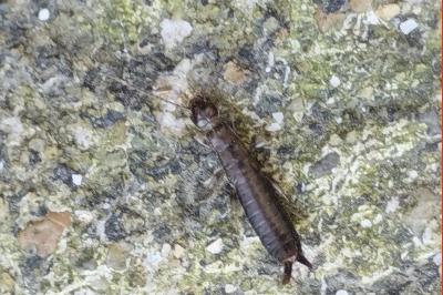 <i>Euborellia</i>