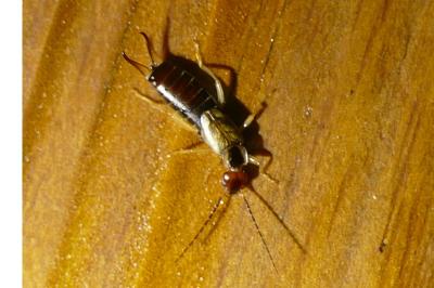 <i>Forficula auricularia</i>