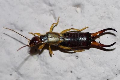 <i>Forficula auricularia</i>