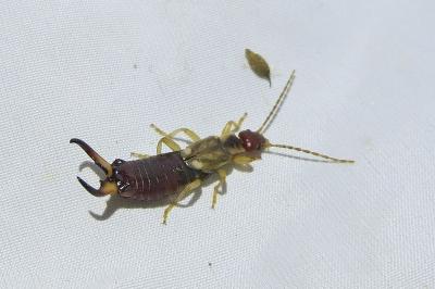 Forficula auricularia