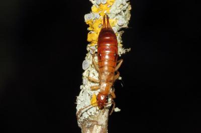 Forficula lesnei