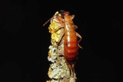 Forficula lesnei