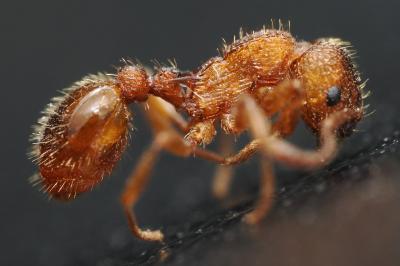 Myrmica scabrinodis