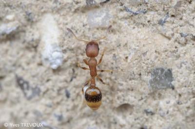 Temnothorax unifasciatus