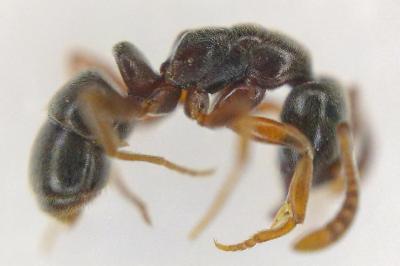 Hypoponera eduardi