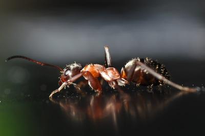 Formica rufibarbis