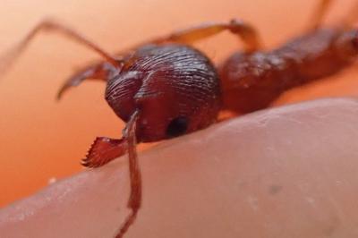 Myrmica rubra