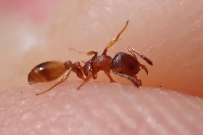 Temnothorax affinis