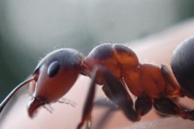 Formica pratensis