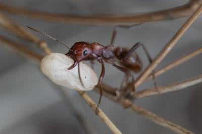 Polyergus rufescens