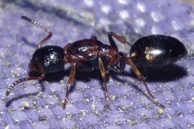<i>Dolichoderus quadripunctatus</i>