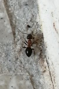<i>Lasius emarginatus</i>