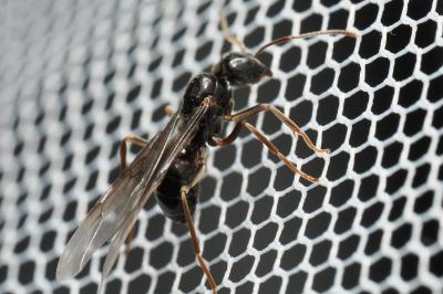 <i>Lasius fuliginosus</i>