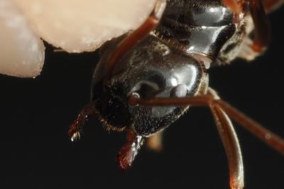 <i>Lasius fuliginosus</i>