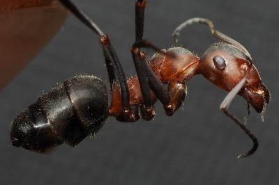 <i>Formica pratensis</i>