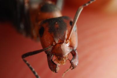 <i>Formica pratensis</i>