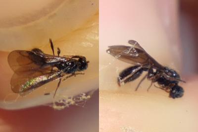 <i>Myrmecina graminicola</i>