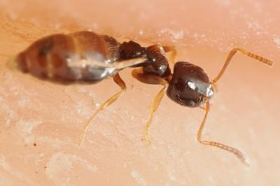 <i>Plagiolepis pygmaea</i>