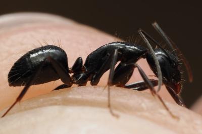 <i>Camponotus aethiops</i>