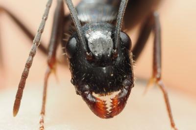 <i>Camponotus aethiops</i>