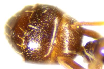 <i>Plagiolepis schmitzii</i>