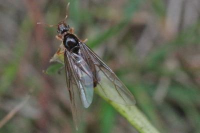 Lasius flavus
