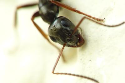 Formica fusca